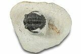 Bargain, Hollardops Trilobite Fossil - Ofaten, Morocco #287456-3